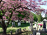 Cemetery grounds picture #1